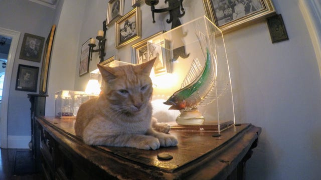 Hemingway cats, staff survive Hurricane Irma in historic Key West home, TMZ reports