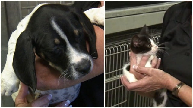 FOX 5 viewers save animals in need of forever homes