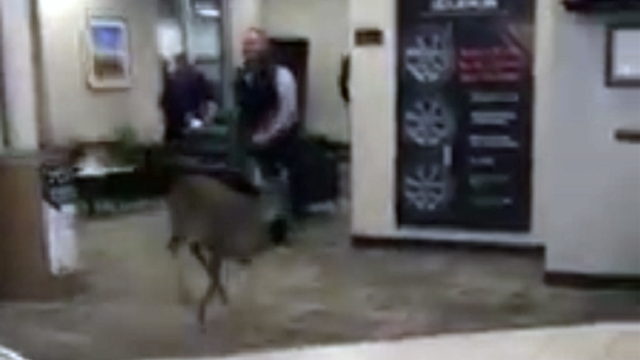 VIDEO: Deer goes car shopping in Roswell