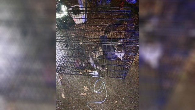 DeKalb County firefighters rescue 10 kittens from house fire