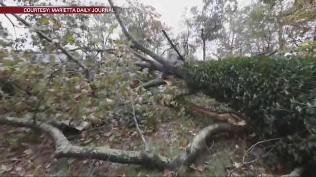 125-year-old tree comes down in Marietta