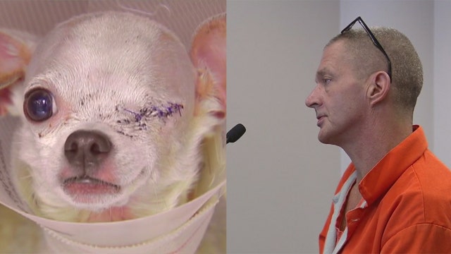 Man accused of beating Dixie the dog takes plea deal