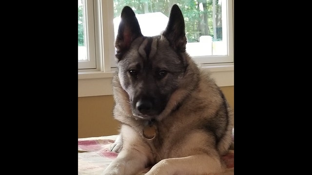 Dog gets approved for unemployment benefits