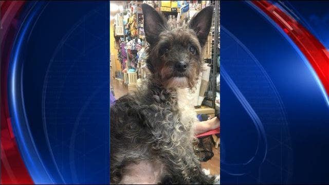 Broken-hearted rescue dog needs help for a heart surgery