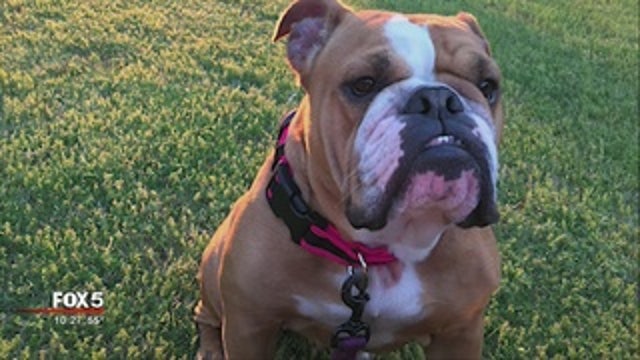 Missing dog returned on Easter Sunday