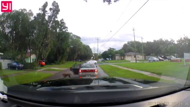 Video shows dog apparently being dumped along Tampa street