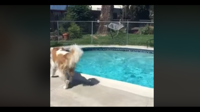Dog in Santa Clarita sensed earthquake moments before it happened