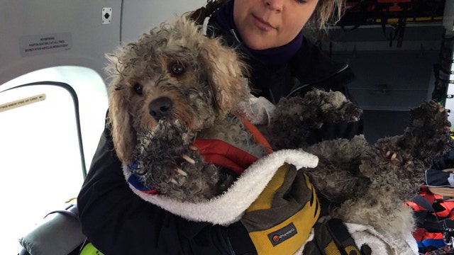 Storm Gareth rescue: Stranded dog in Scotland winched to safety on helicopter