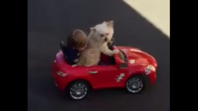 Dog Available for Car Pool After Acing Driving Lessons