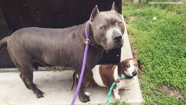 Blind dachshund reunited with guide dog in Virginia after messy adoption