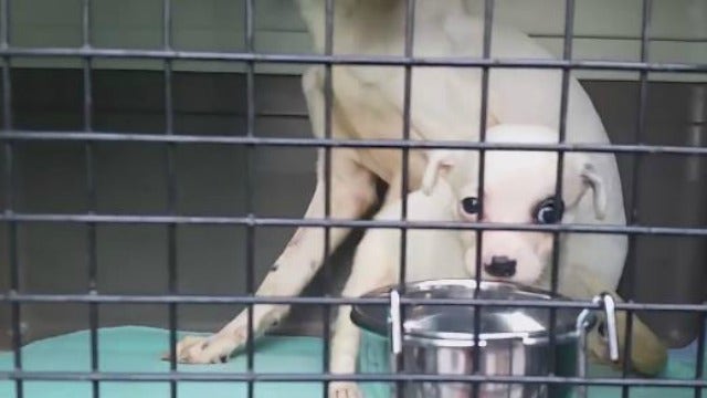 Dogs, cats rescued from La. flooding arrive in metro Atlanta