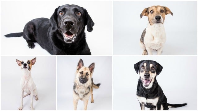 Clear the Shelters event happening nationwide on Saturday