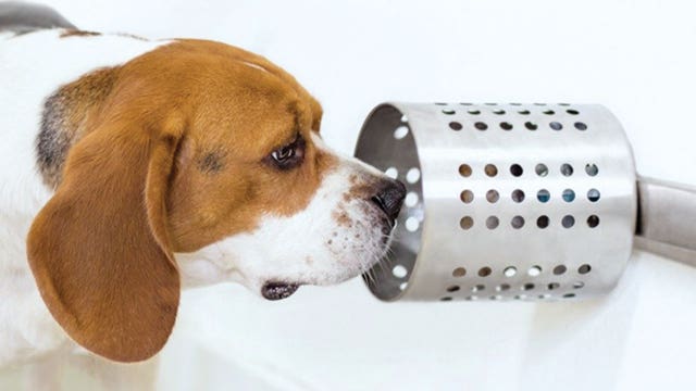 Beagles and other scent hounds could be used to help in early detection of lung cancers, study finds