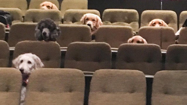Service dogs attend theater performance as part of training