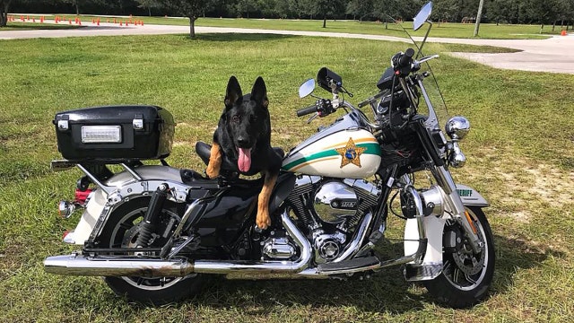 K-9 undaunted by yellow jackets, helps nab suspect