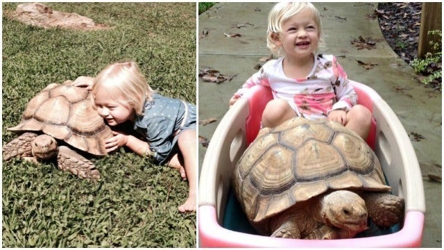 Giant tortoise escapes from Alpharetta yard