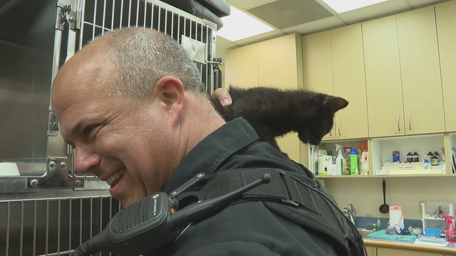 Sandy Springs police search for driver who tossed 5 kittens onto I-285