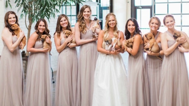 WATCH: Star 94.1's Jeff Dauler surprises his bride with puppies on wedding day