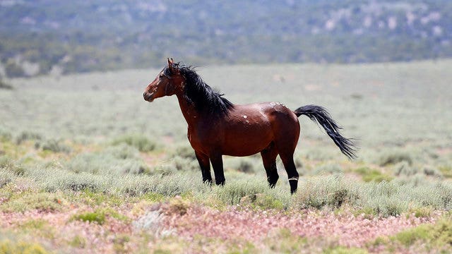 Federal government offering $1,000 to people willing to adopt a wild horse