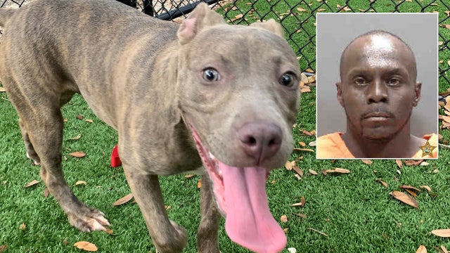 Bradenton man arrested for abandoning Daisy, the 'Dumpster Dog,' at gas station