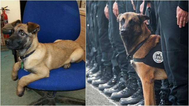 Police Puppy Named in Honor of Dog Killed in Paris Terrorist Attacks