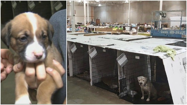 Hundreds of animals evacuated to emergency shelter in Roswell