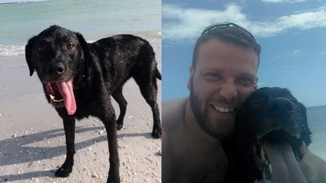 Dog dies from saltwater poisoning days after day at the beach