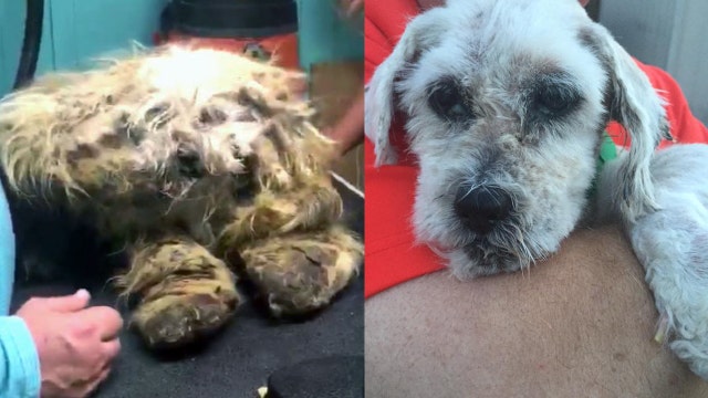 Severely matted dogs surrendered to rescue
