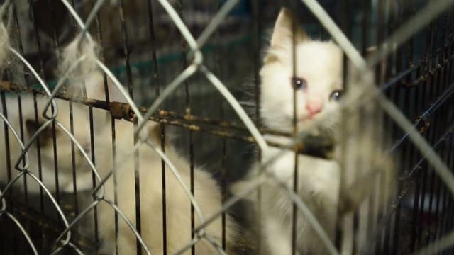 Nearly 130 animals rescued from suspected puppy mill