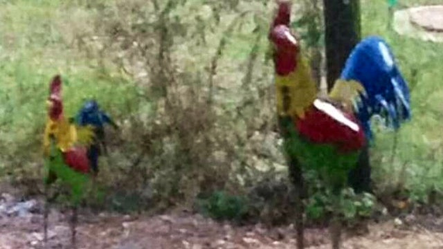 Beyonce and Jay Z (the metal chickens) are missing