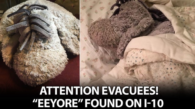 Search for 'Eeyore' owner lost along evacuee route