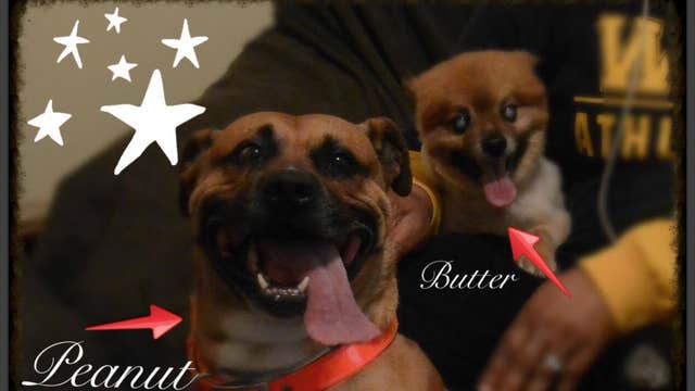 Peanut and Butter need new homes following owners passing