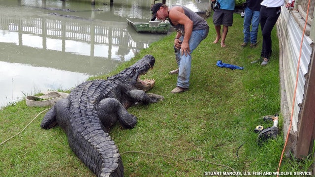 Record-breaking alligator captured in Texas