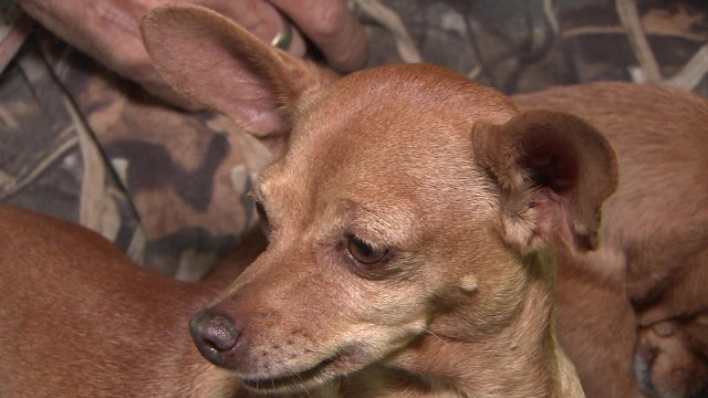 Dying man's wish is to find good homes for his dogs