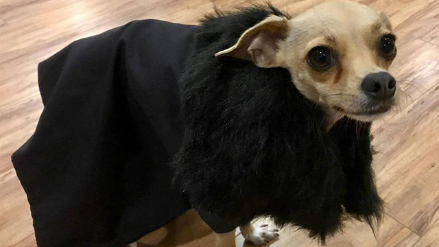 Game of Thrones costumes for dogs and cats arrive just in time for the final season