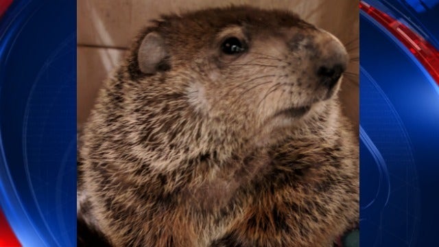 GA groundhog Gen. Beauregard Lee moves to new home