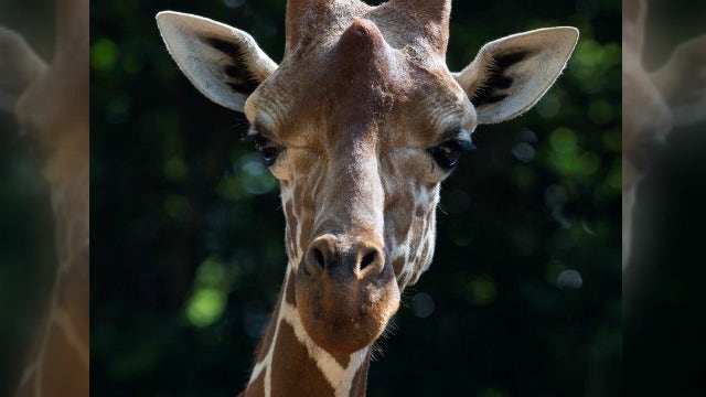 Zoo Atlanta saddened by giraffe's tragic death