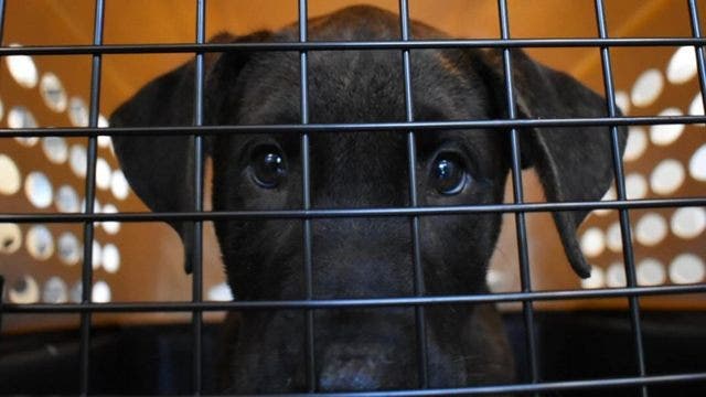 How to help animals affected by Hurricane Dorian