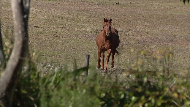 Meet 'Shiloh' the crime-fighting horse