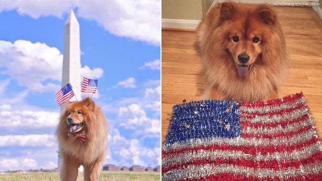 Tips to keep your pet safe during Fourth of July fireworks