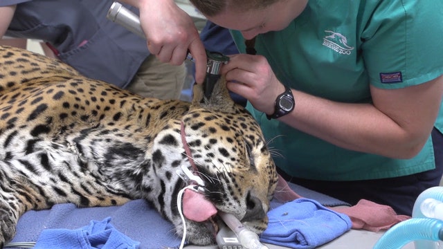 Aging jaguar receives checkup at Brevard Zoo