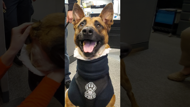 K-9 Pyro back on the job after being stabbed several times