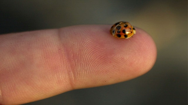 These ladybug impostors are not here to bring you good luck, they're here to bite