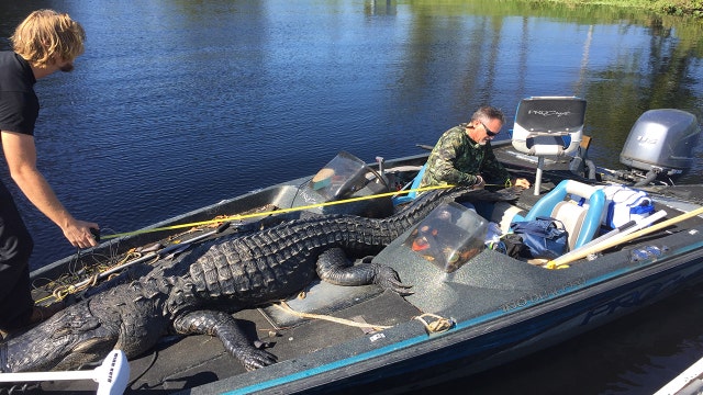 Not a record in Florida, but still one big gator!