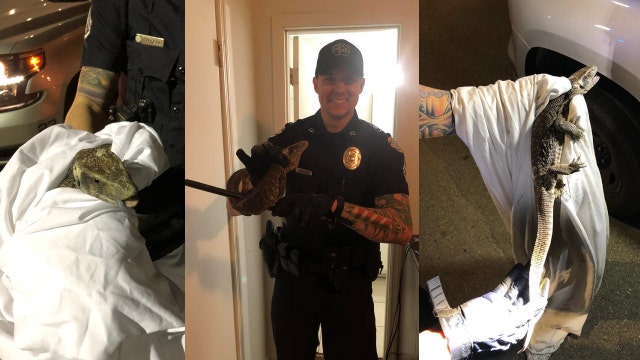 Forest Park Police officer removed giant lizard
