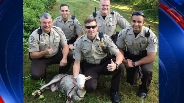 Deputies searching for lost goat's owner in Cherokee County
