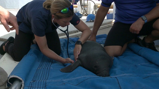 SeaWorld treats baby manatee believed to have been orphaned by Irma