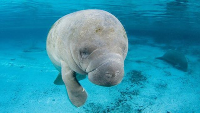 November is Manatee Awareness Month