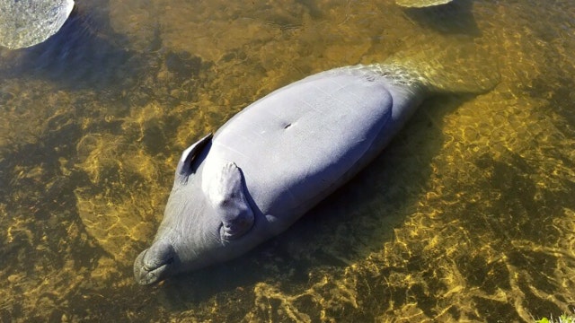 Manatees huddle in canal, sunbathe to keep warm