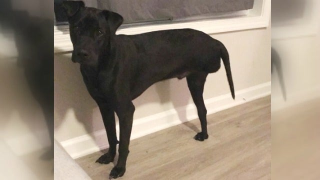 Have you seen this missing 3-legged dog?
